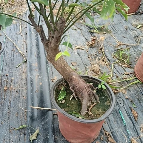 h***w完全开放梅花盆景原色发货
