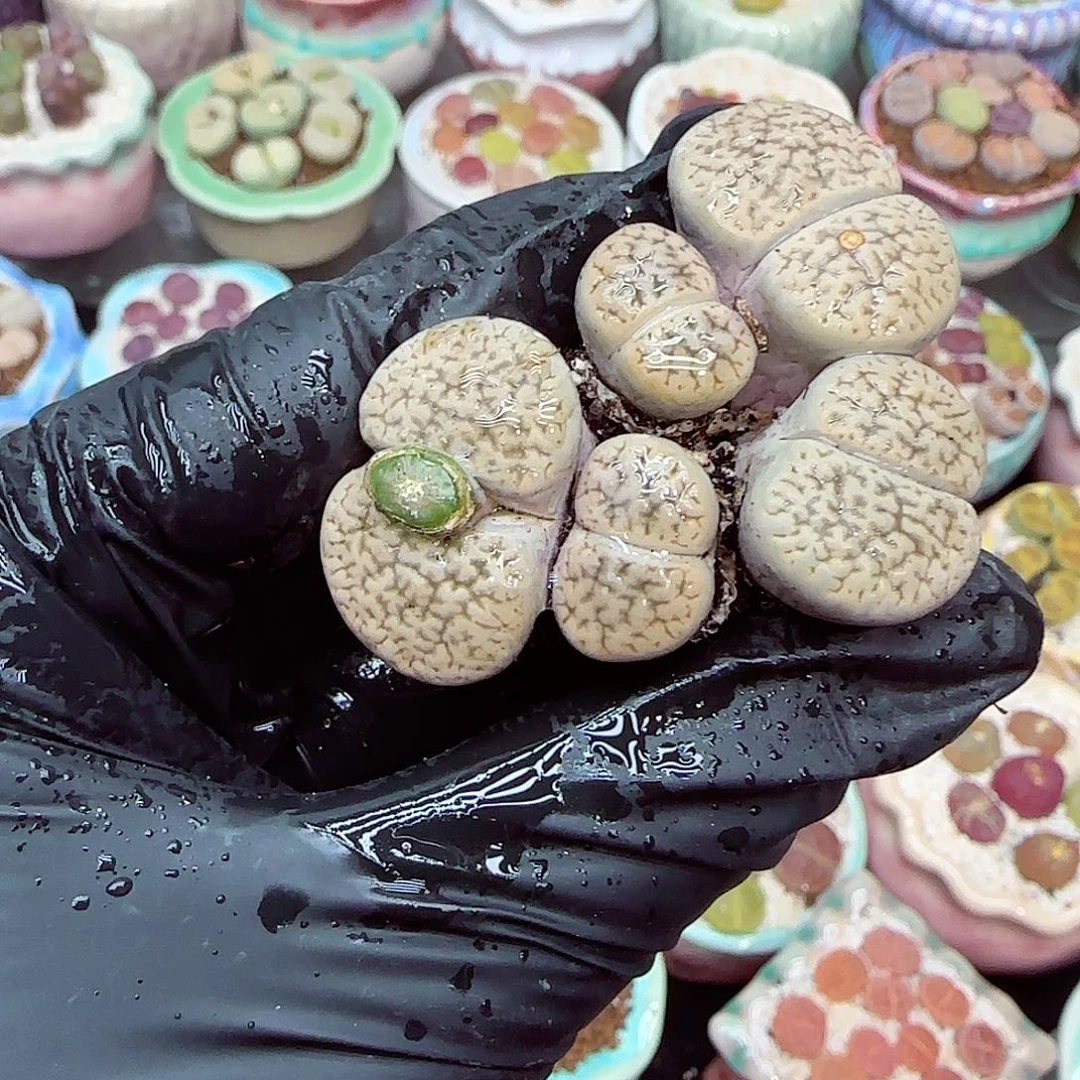 生石花满18包邮1230-82