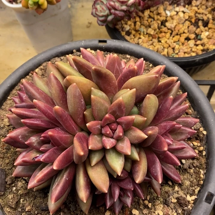 多肉植物一物一拍14cm