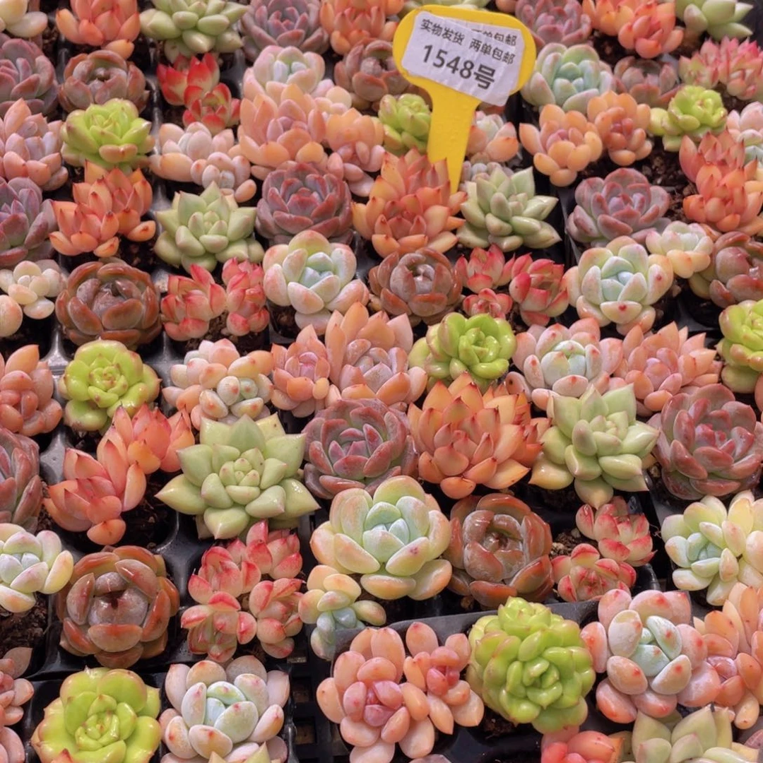 1548号 七彩小可爱组合9个