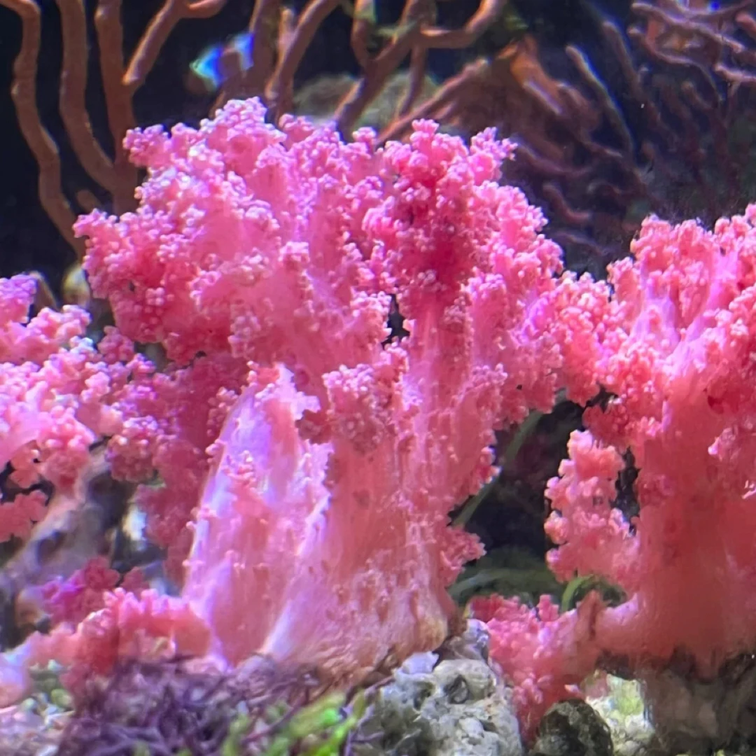 粉色水桃花珊瑚海葵海水鱼海缸NPS观赏性高推荐新手推荐