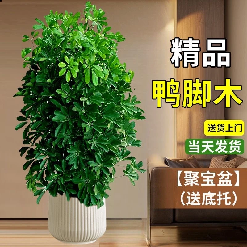 八方来财鸭脚木绿植盆栽吸甲醛新家绿植