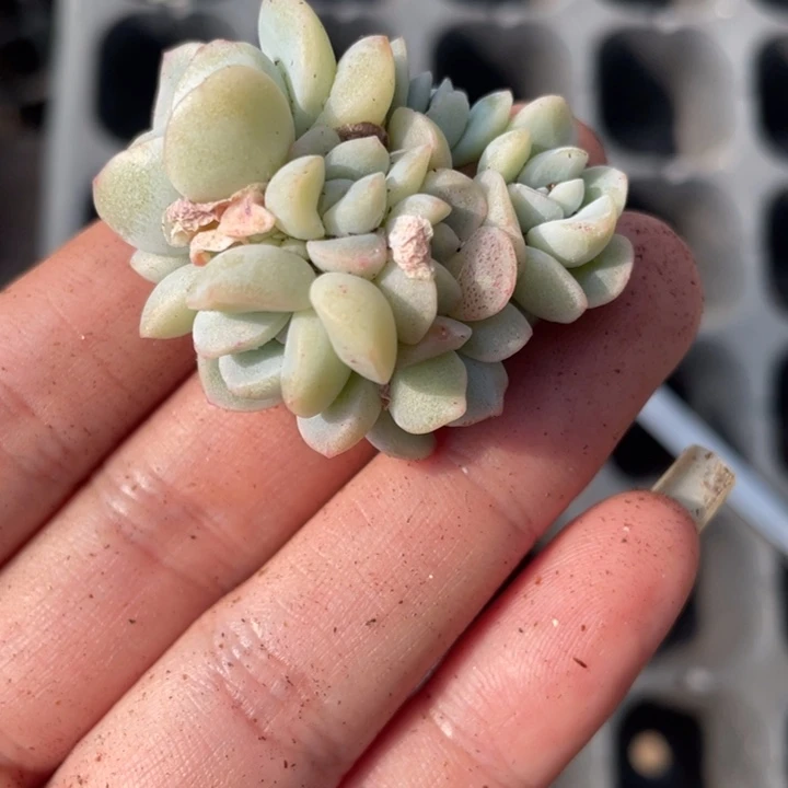 ?***忆7头冰玉专拍鱼的