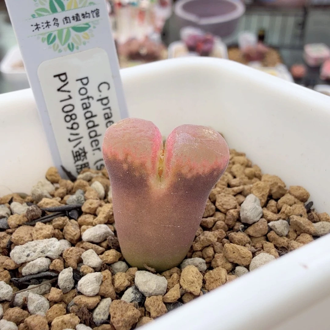 12-20-c12 pv1089 小蛮腰