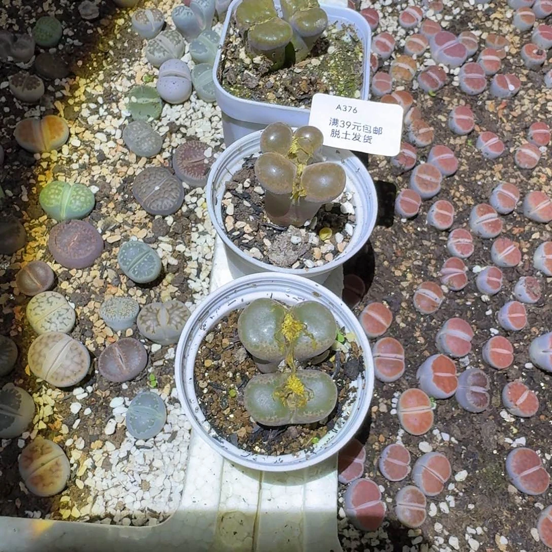 艷***錺376多肉哈哈哈哈哈哈