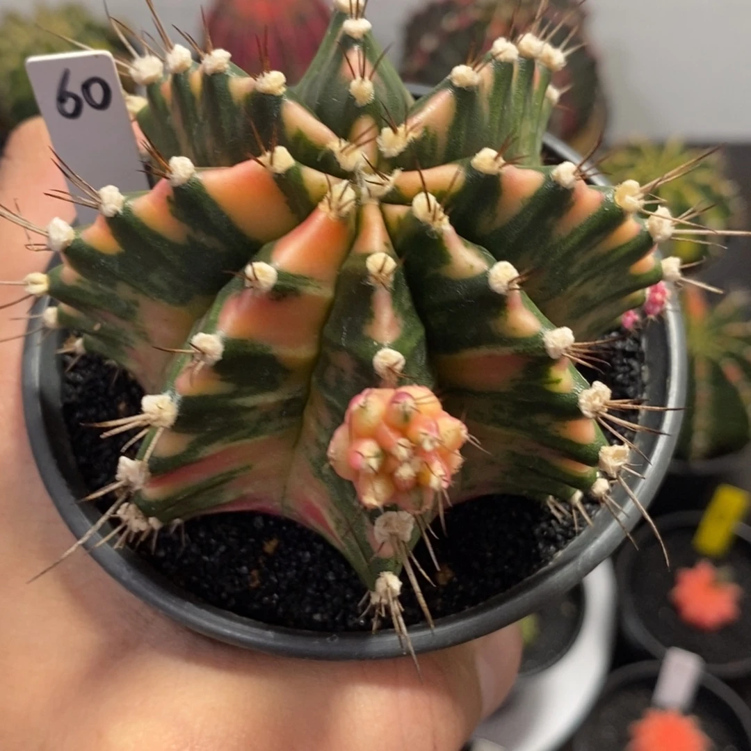 泰系全品米哈—带盆土发货39