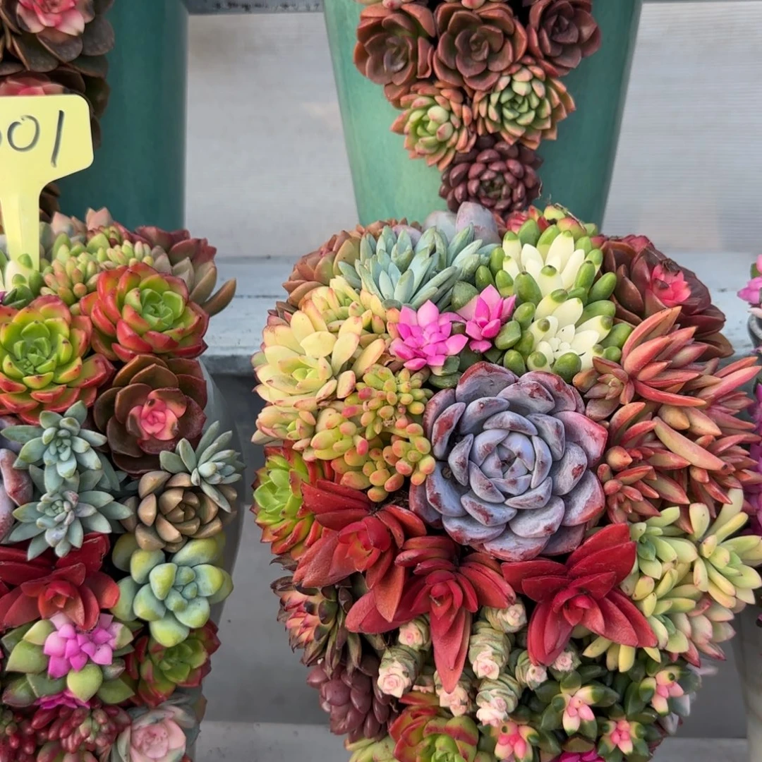 这个是真的很好看