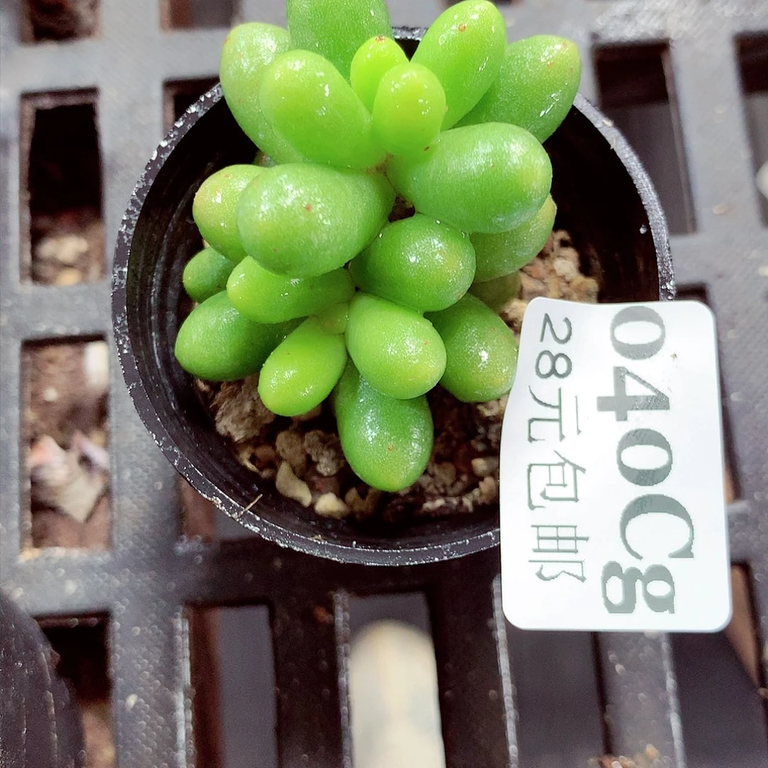 5厘米盆精控多肉040