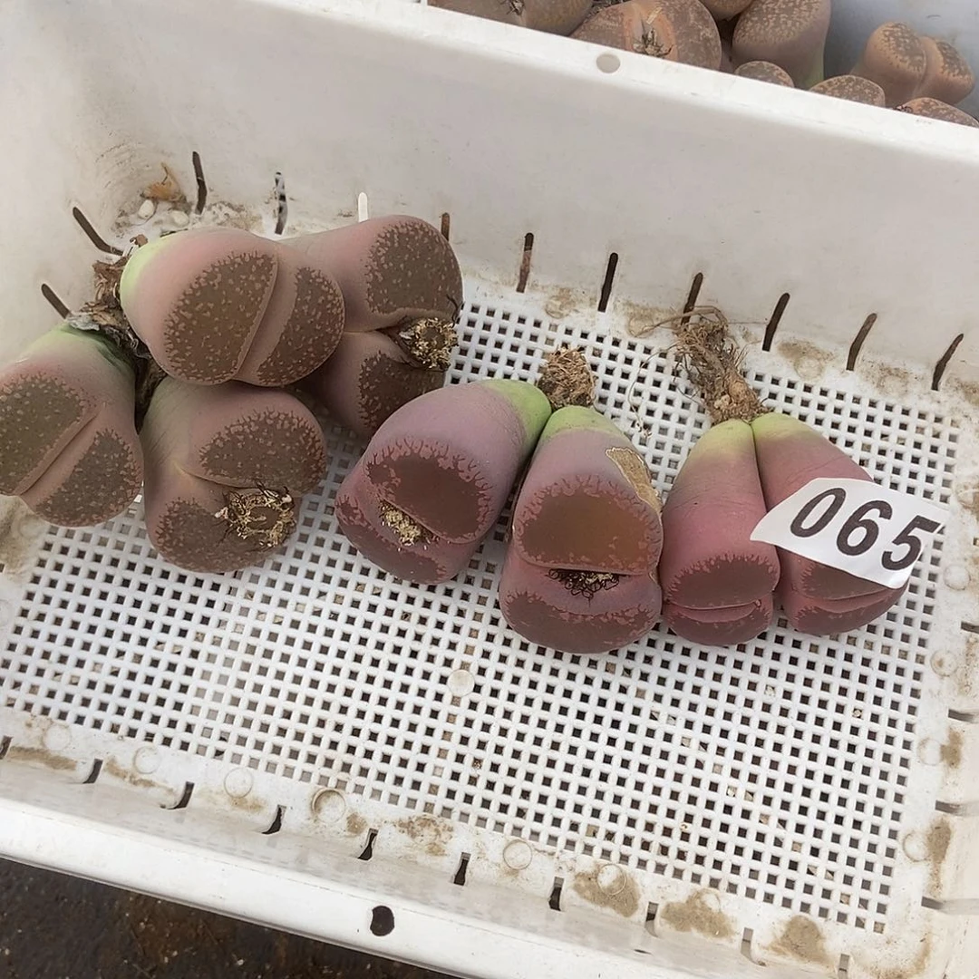 生石花一物一拍3颗065