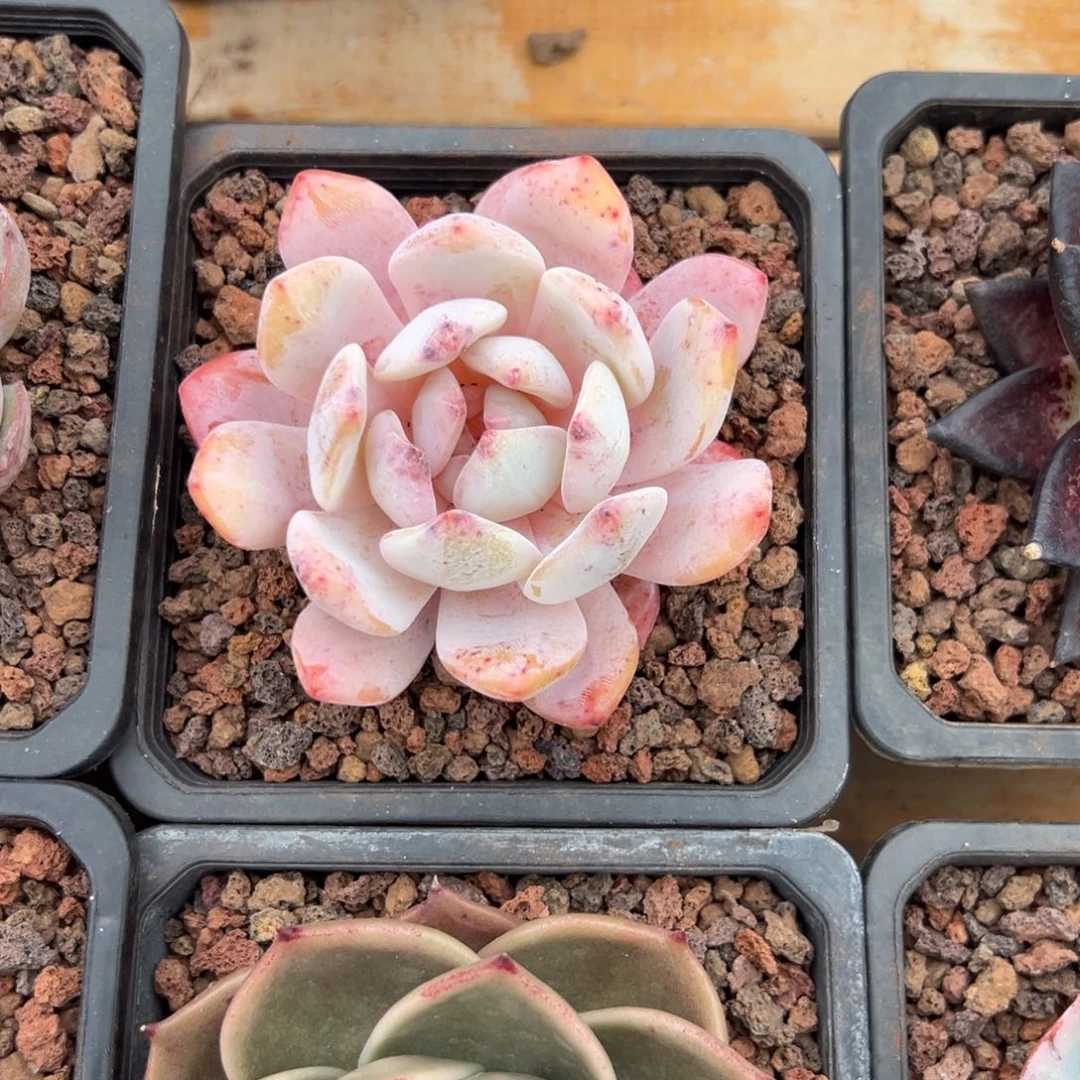 多肉单头橙子【非偏远满18包邮】