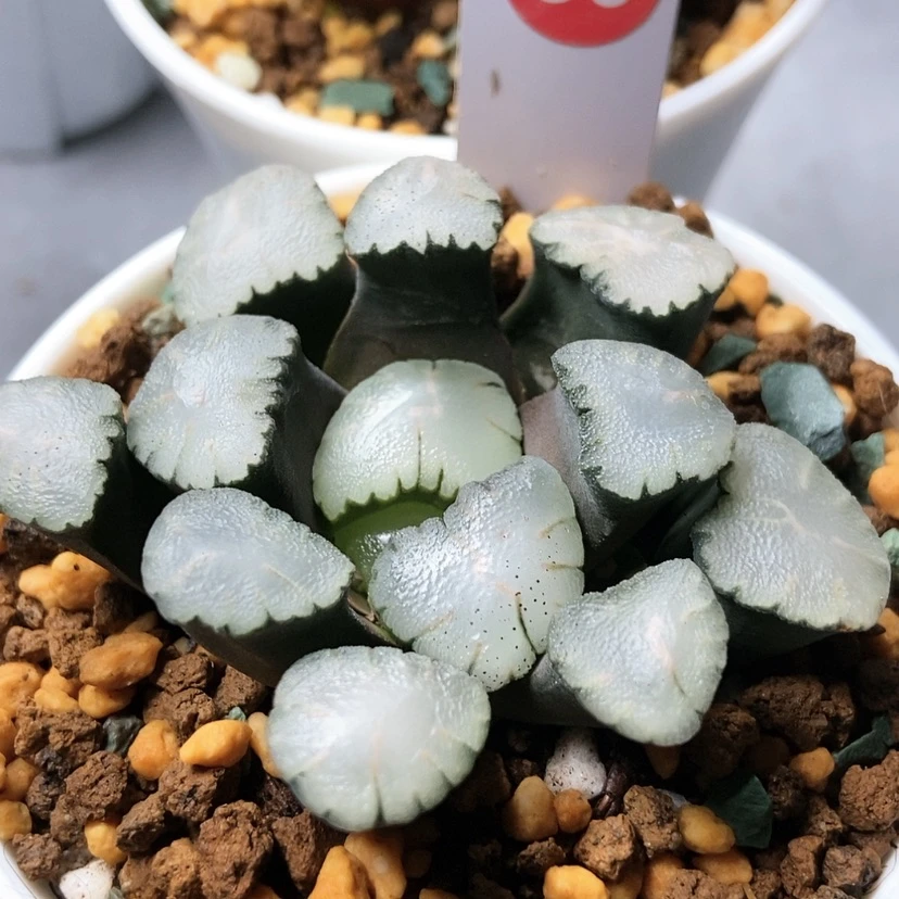 【闪购商品】天照紫镜万象86