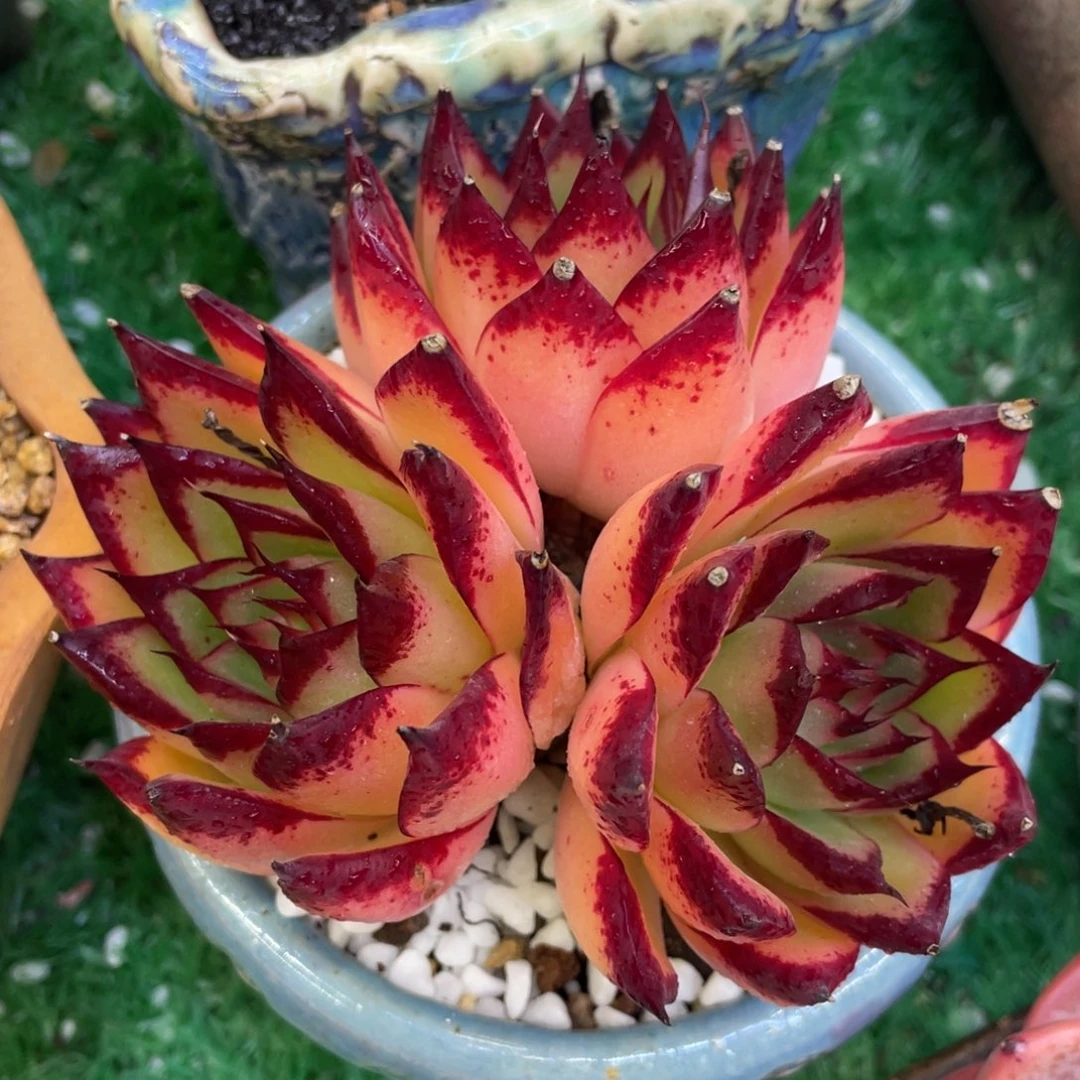 多肉植物盆栽多肉