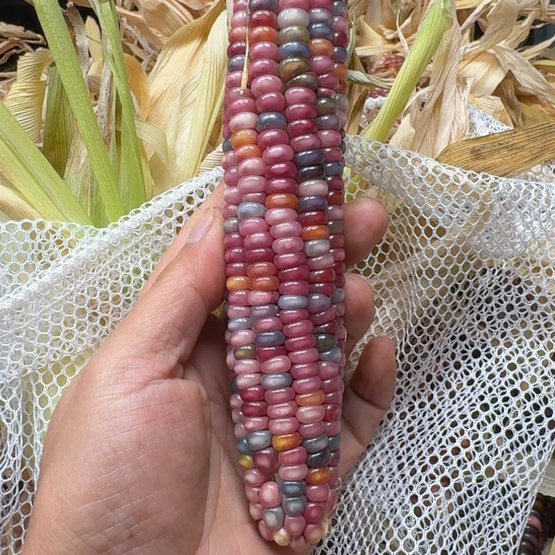 雾***里柏香籽/百香籽吊坠