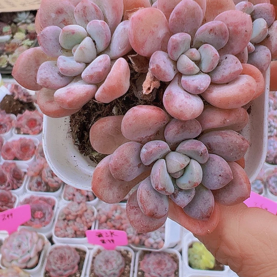 老桩白鹭19包邮多肉