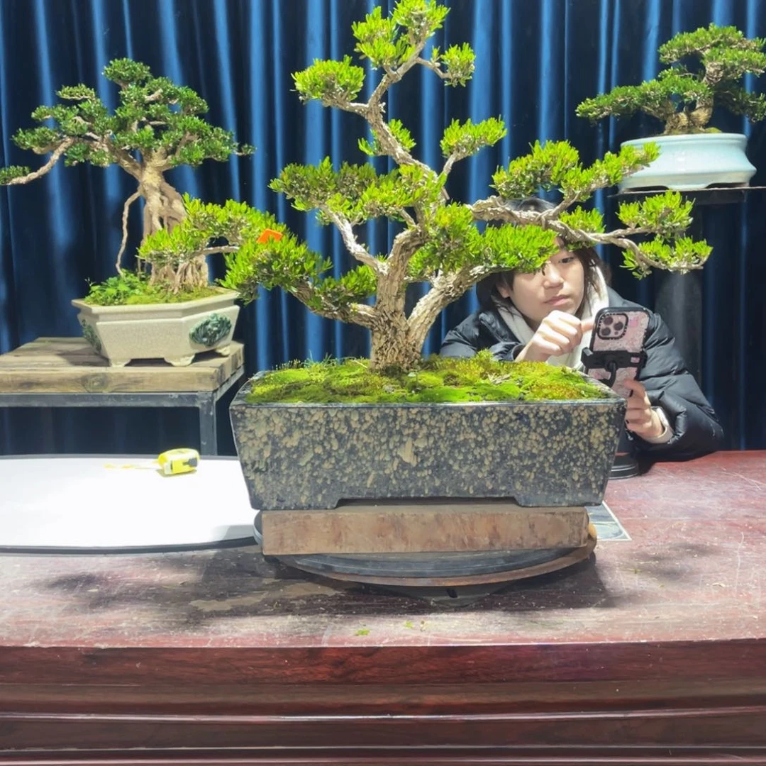 四季常青老桩黄杨盆景