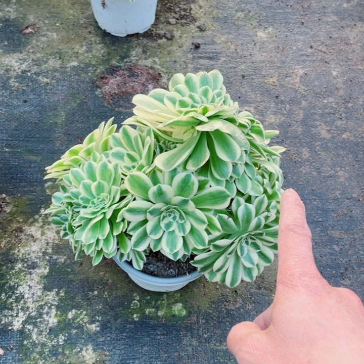 迈巴赫缀化朵朵漂亮