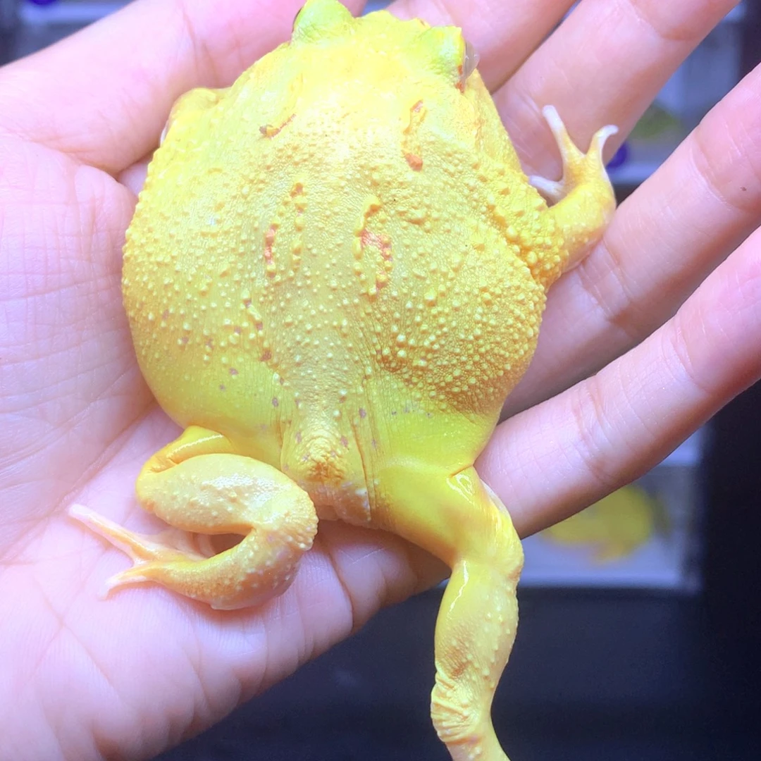 角蛙不退不换瑕疵蛙蛙