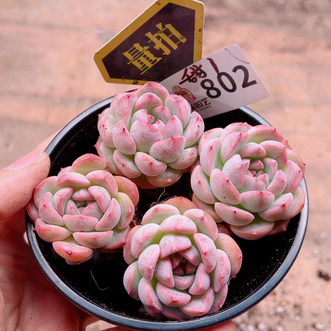 多肉植物多肉植物