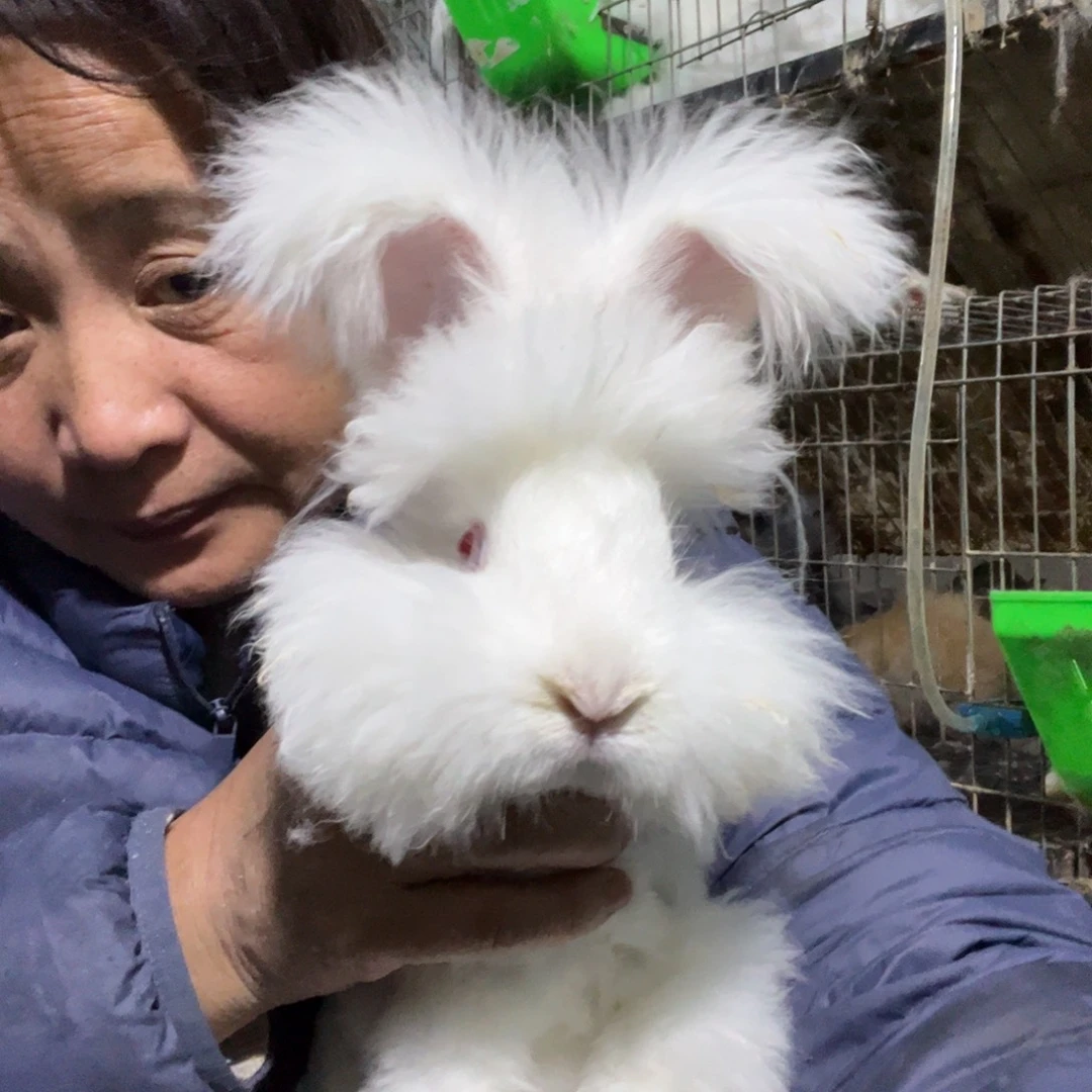 双血统英系安哥拉兔