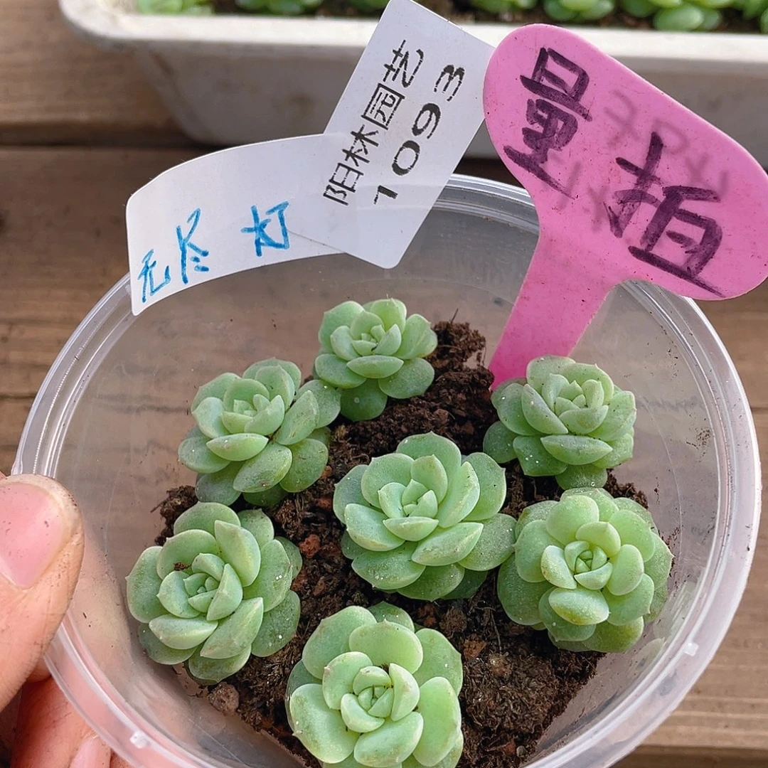 量拍多肉植物多肉植物1093