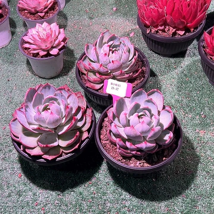 19.37惊鸿一个脱 土大