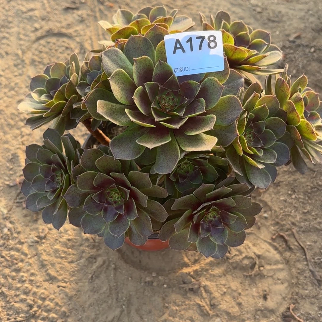 黑魔多肉断枝不包178