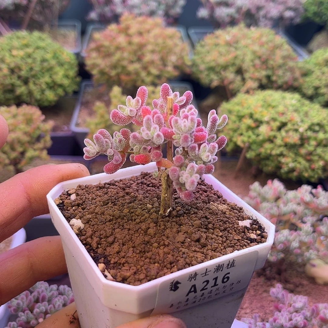 216实生优选冰晶枝干