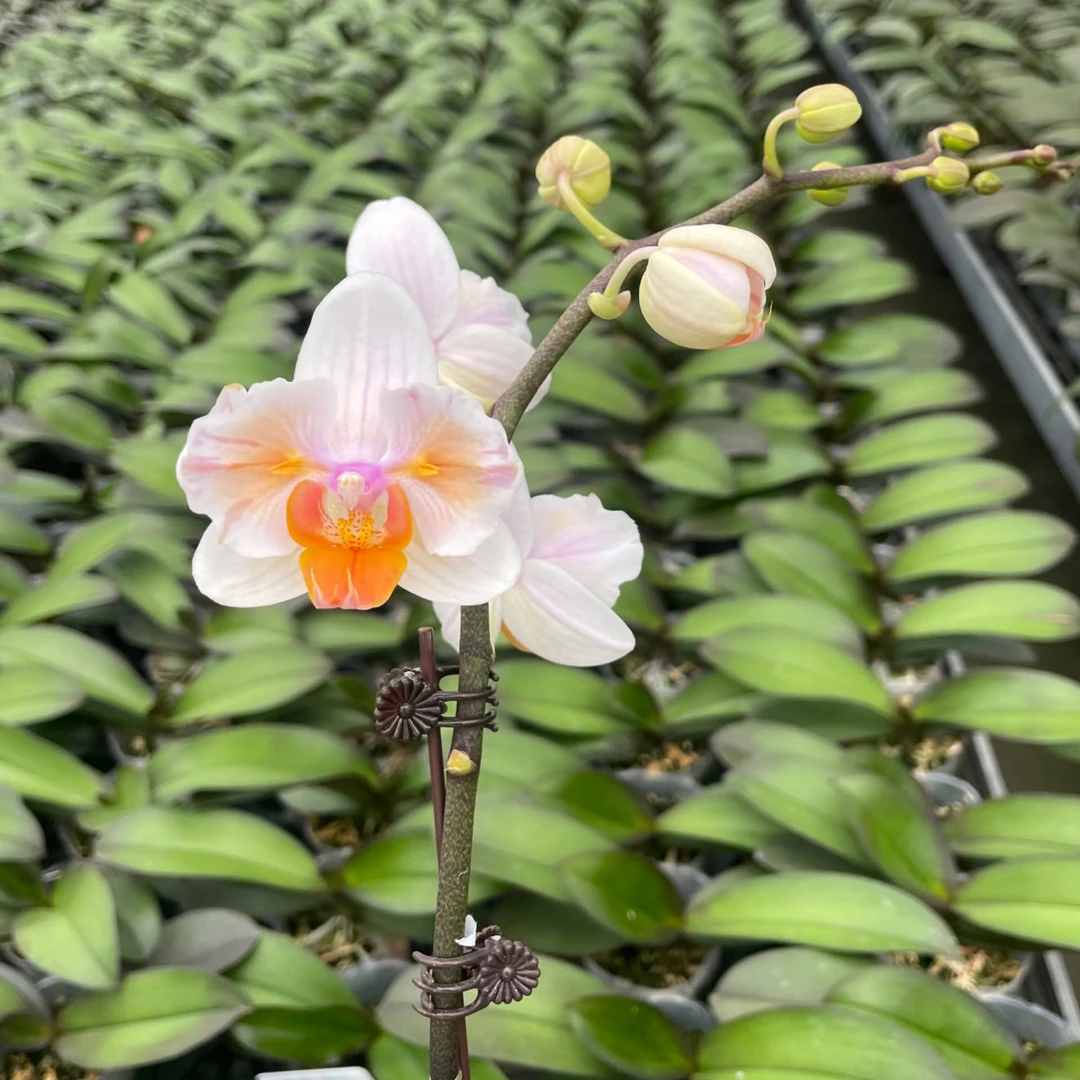 蝴蝶兰好点子两眼寄养年后发货1.7杯