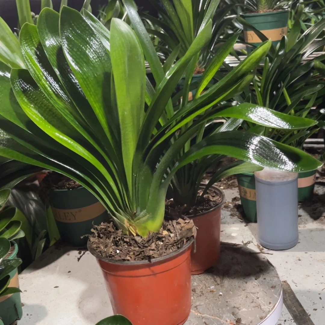 当前无花栽培后可以开花
