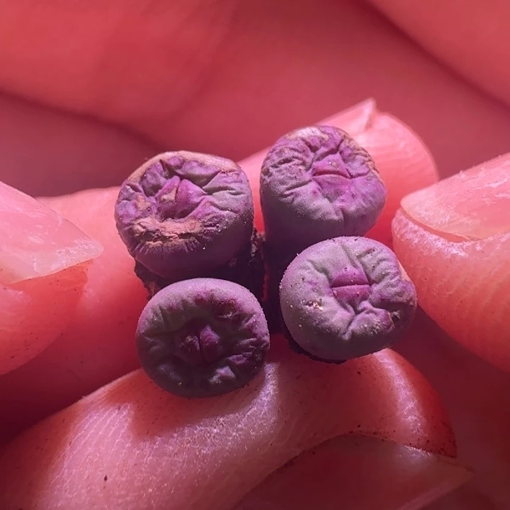 7号4头小红嘴0.5-0.6一物一拍