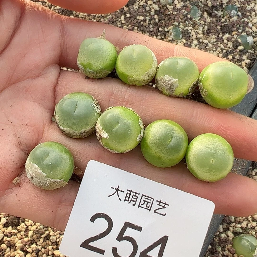 量拍以下1颗大拉登。 254