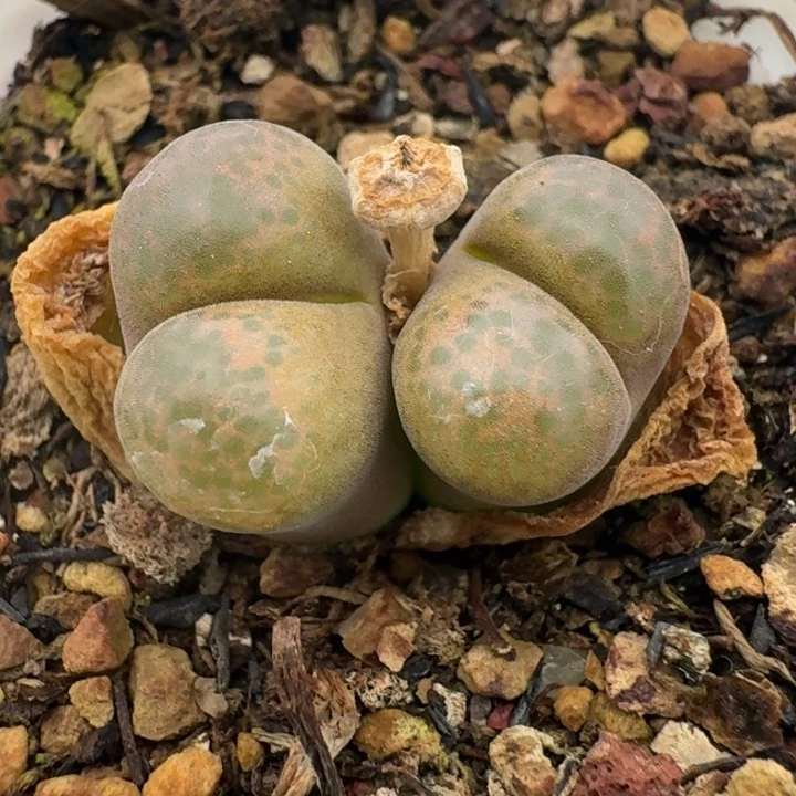 258带盆588888888888888