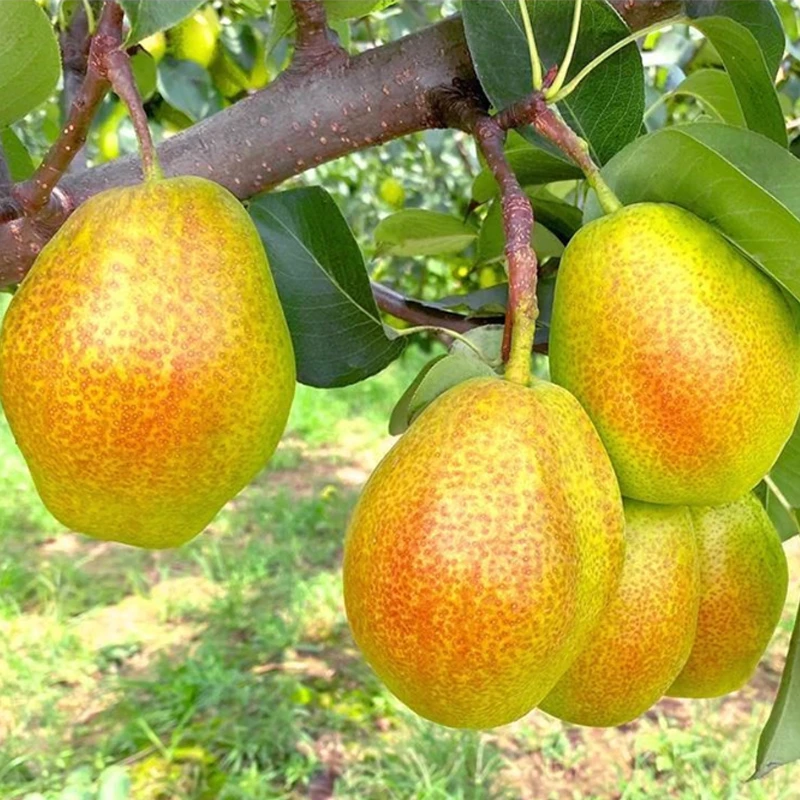 山西红香酥梨正宗香梨新鲜水果梨子脆甜皮薄爽口酥梨