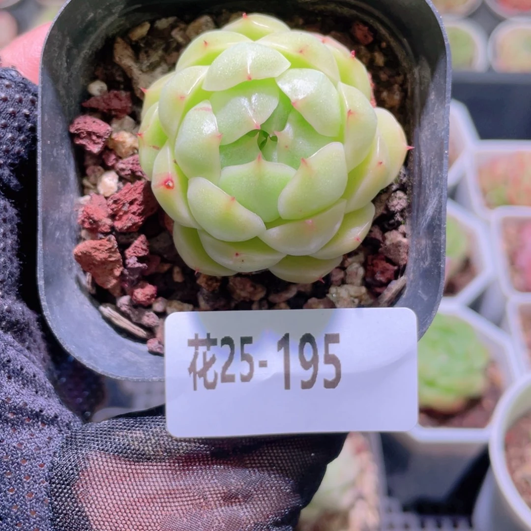 花利美25-195麦秆