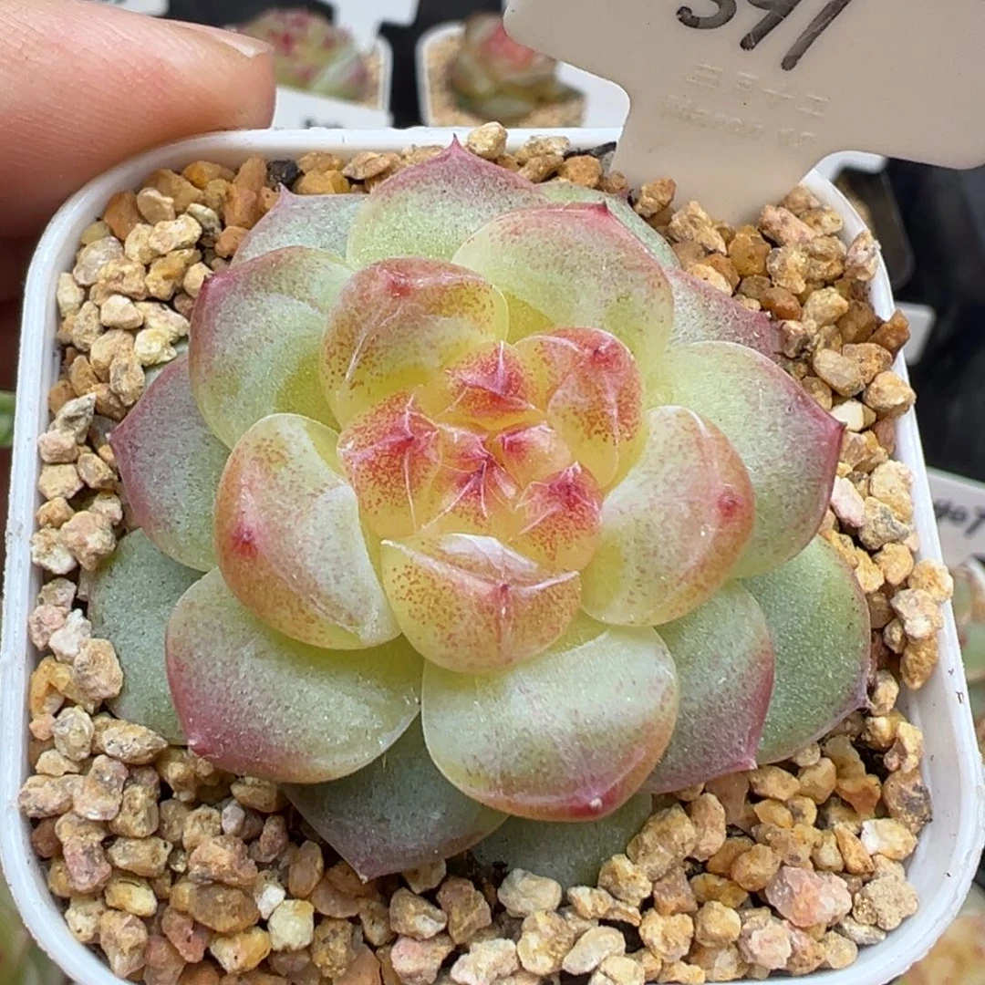 391号星楼 晗雨多肉
