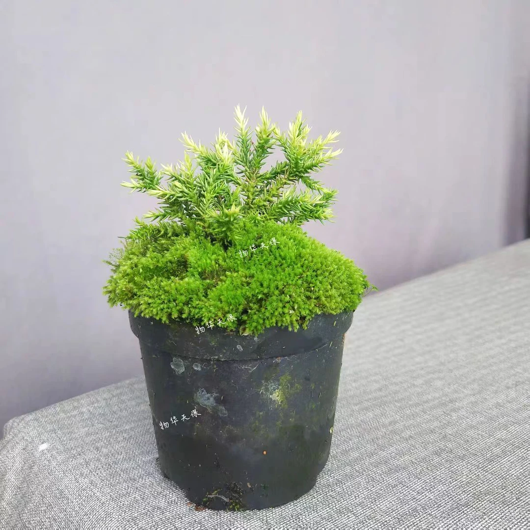 初雪八房衫 日本进口稀有品种 绿植盆景素材喜光阳台