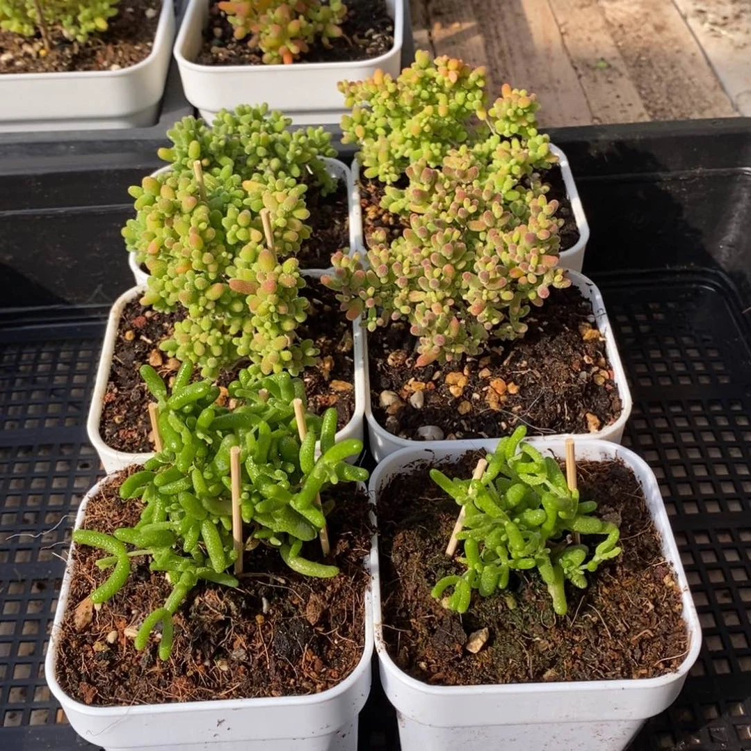 枝干番杏多肉植物054