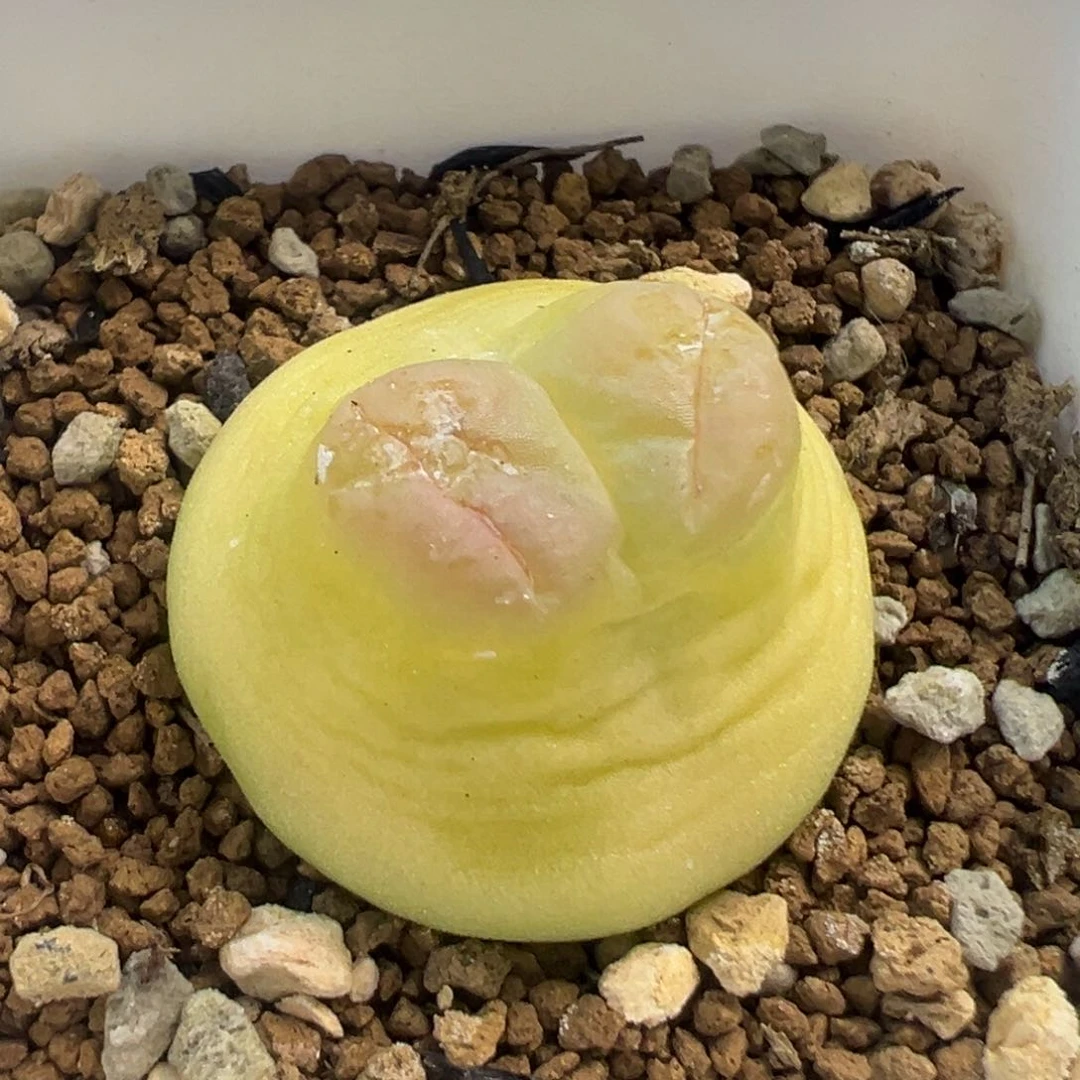 ?**单专拍专拍 肉锥植物