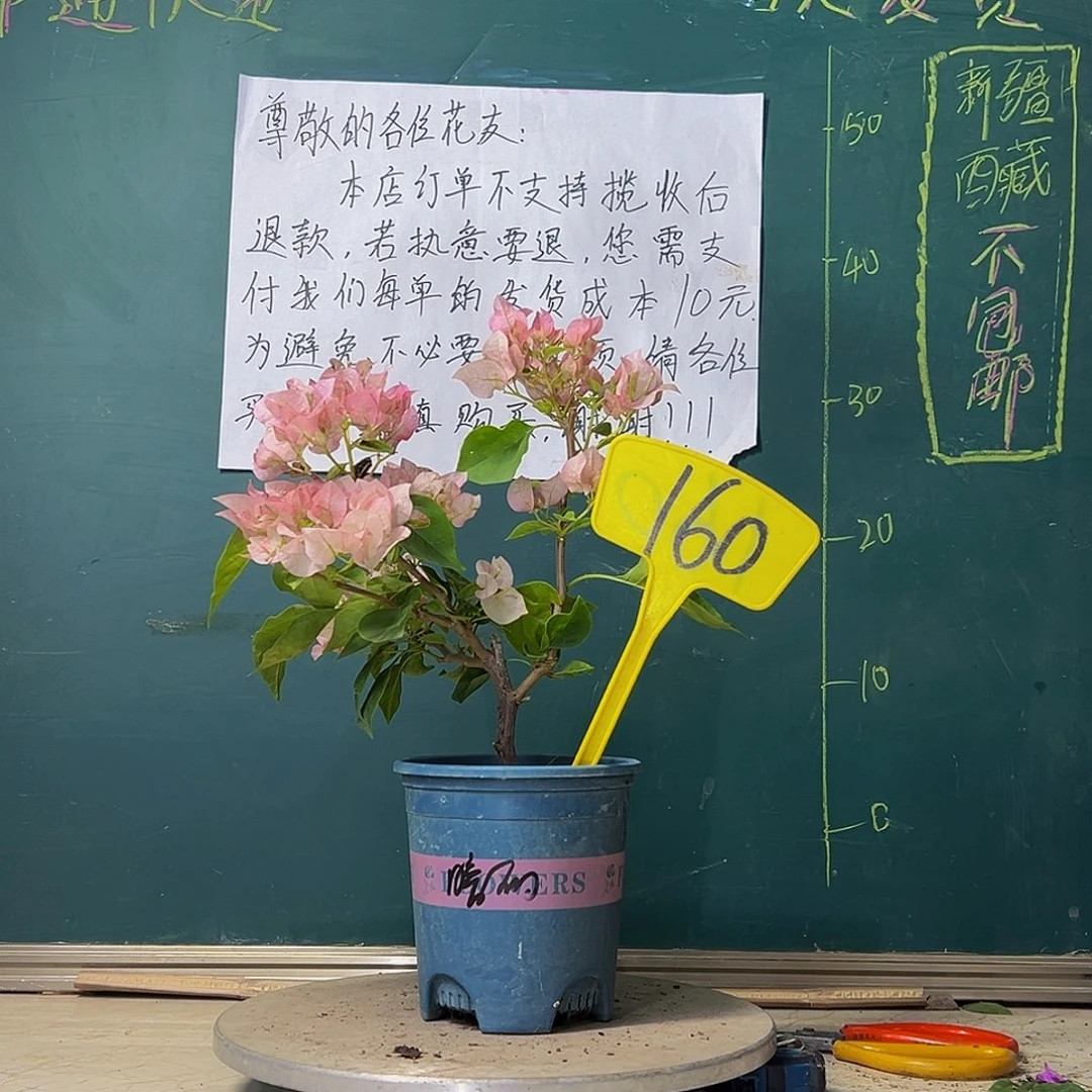 当前无花栽培后可以开花 暗斑丽人 160