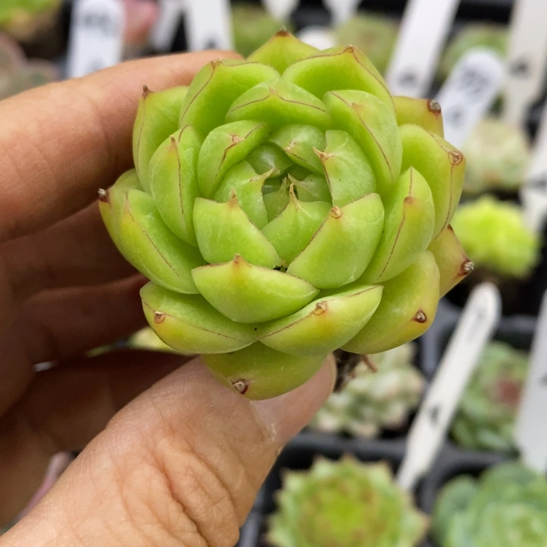 精品多肉一物一拍不包整92