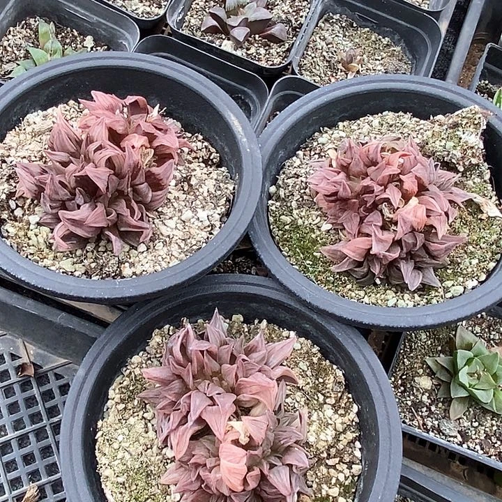 1543西瓜群生一颗