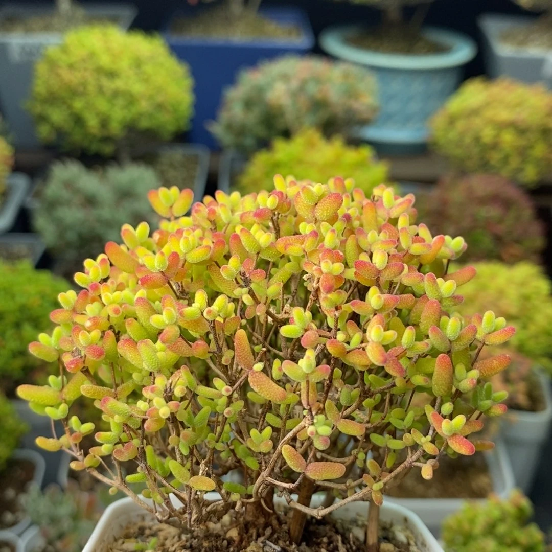 0793蜜橘糖球 。