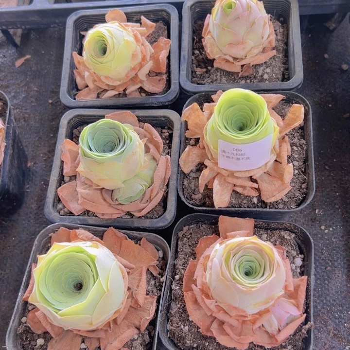 006 裸根不带土发货不包损