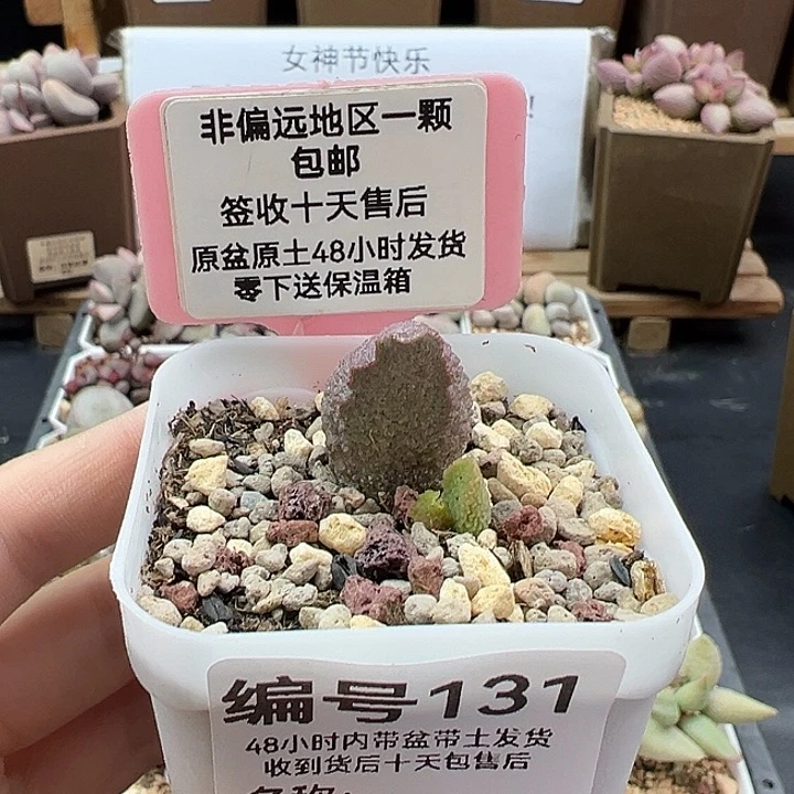 131小怪兽多肉植物