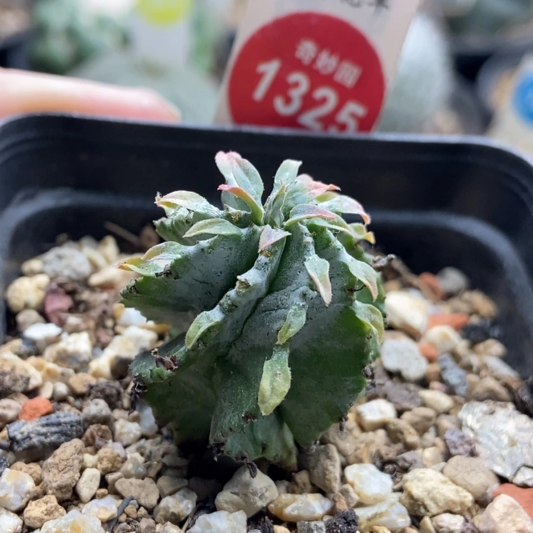 无刺螺旋白衣魁伟玉2.6厘米