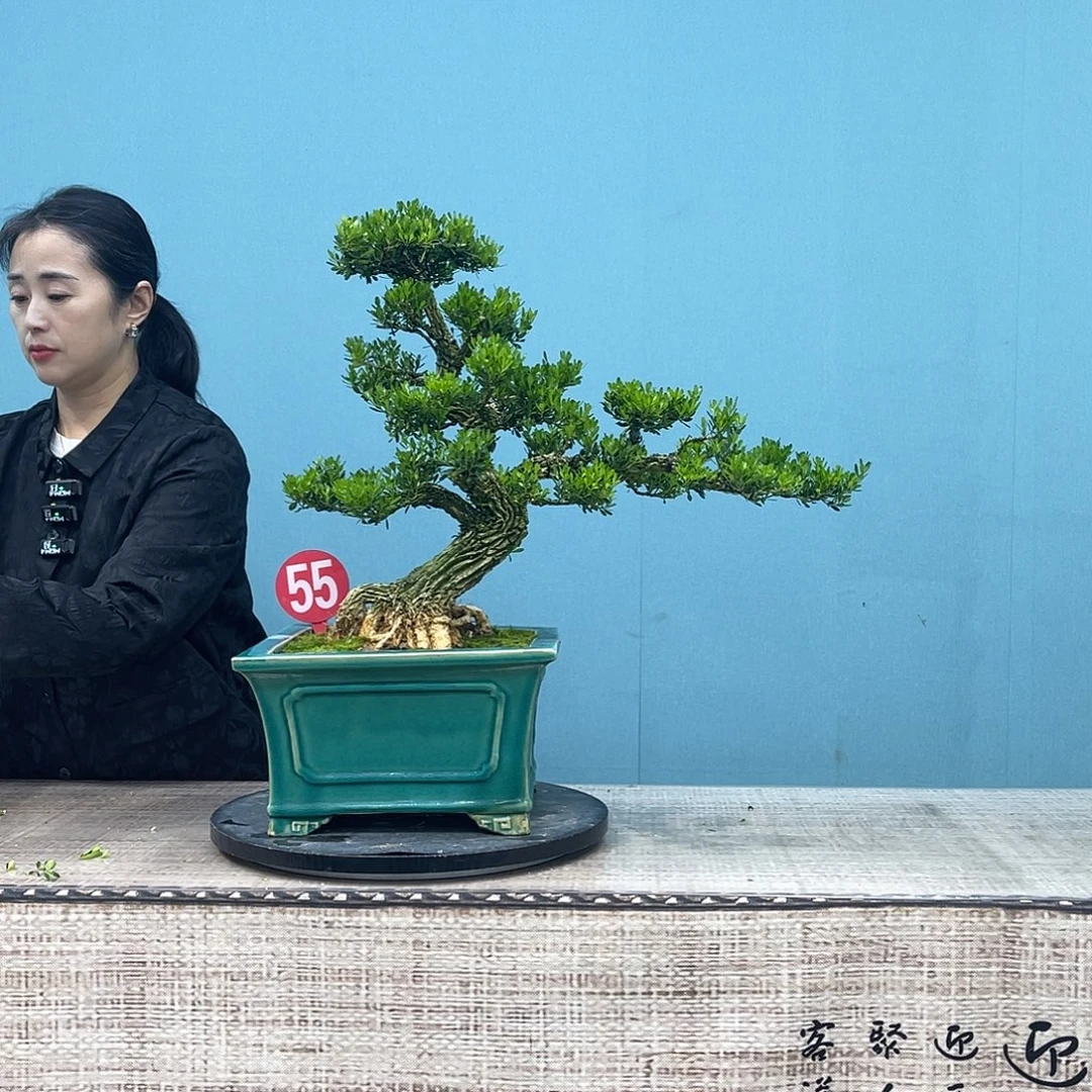 以实际为准精品黄杨盆景