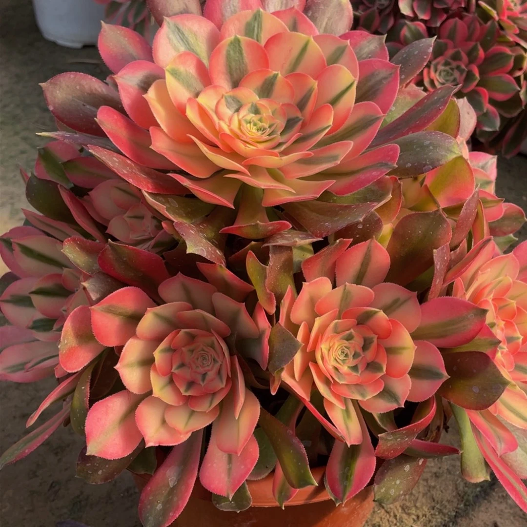 054香妃精品法师多肉