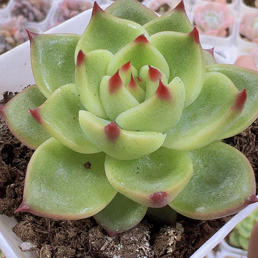 蓝龙2盆19包邮多肉