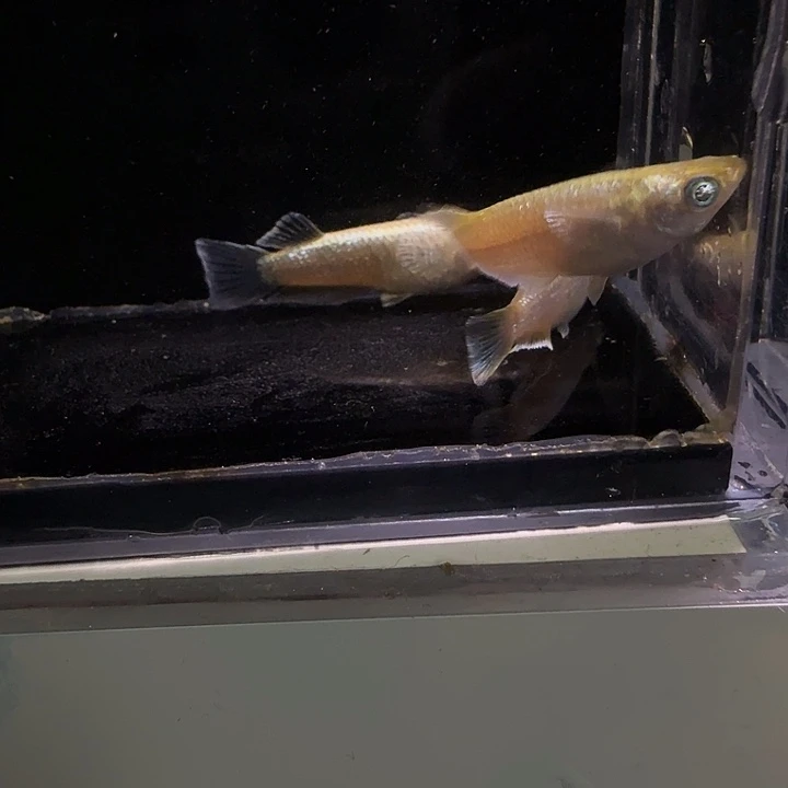 青鳉鱼一物一拍481