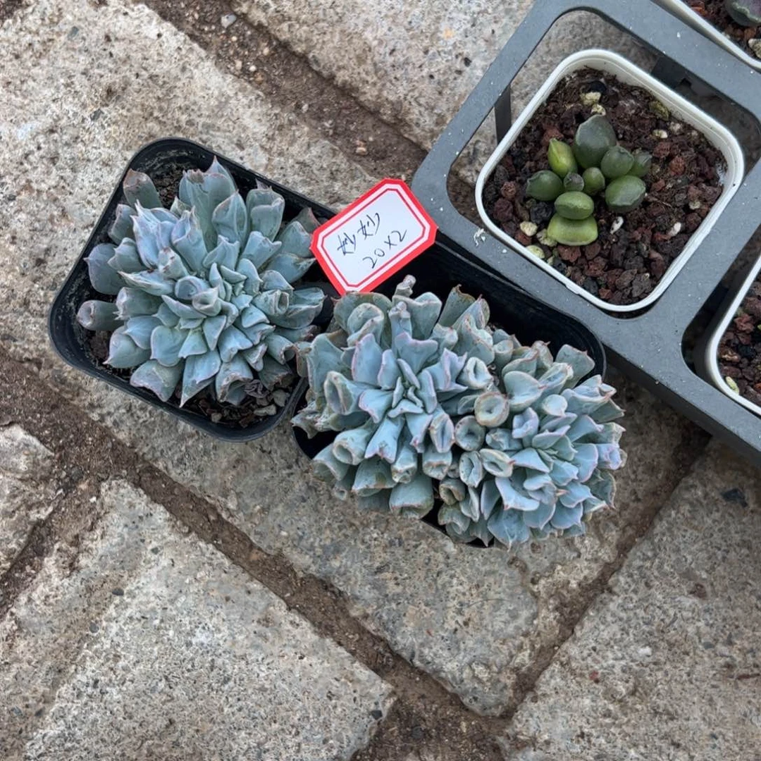多肉植物多肉植物
